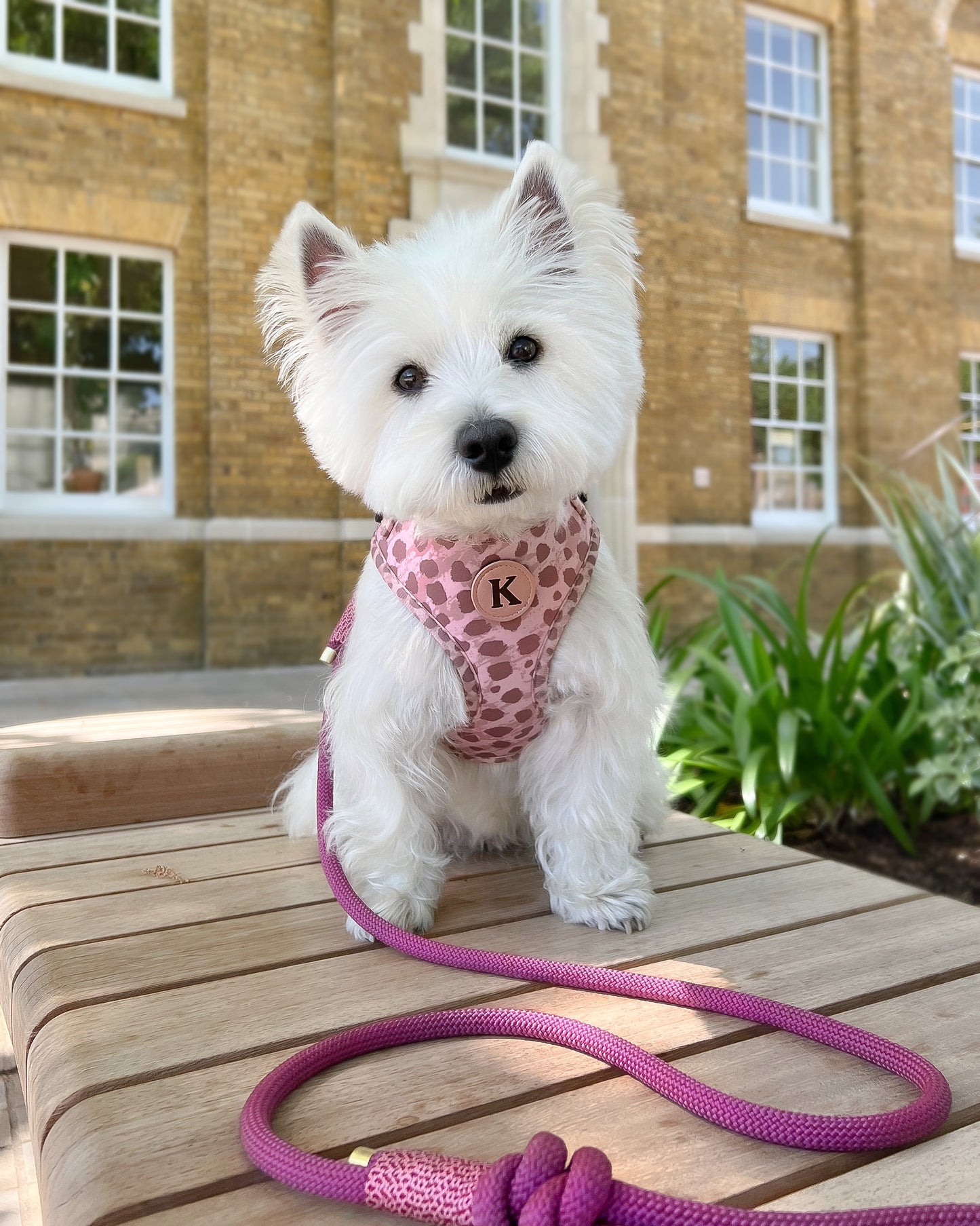 Adjustable & Personalisable Harness | Wonderfully Wild