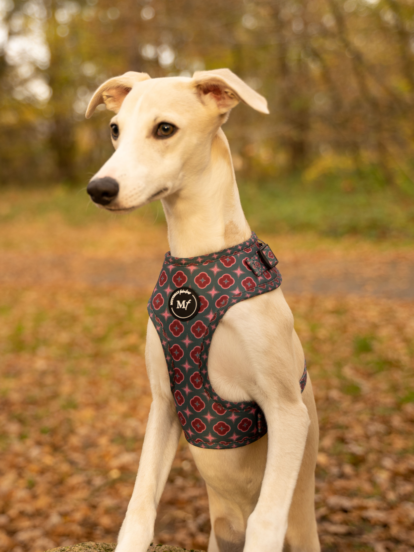 Adjustable Harness | Country Classic