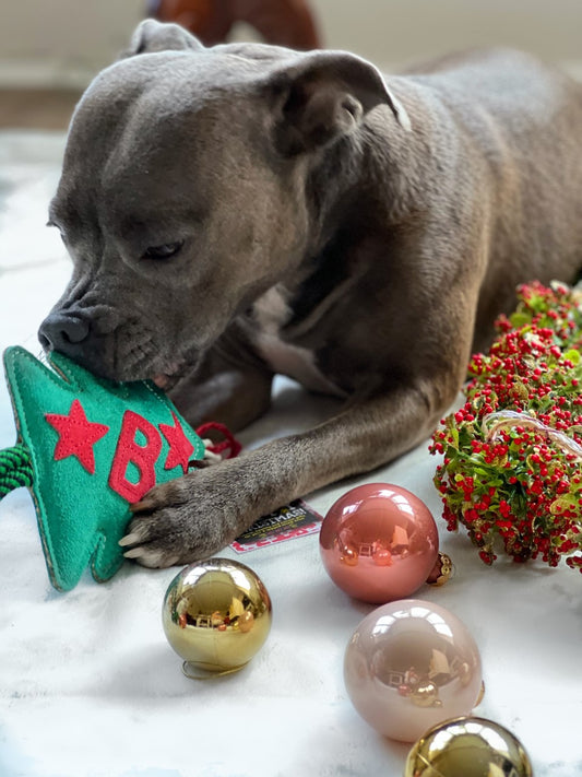Bruce the Spruce | Green & Wilds Eco Dog Toy