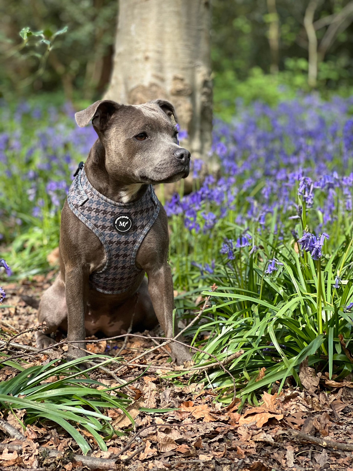 Adjustable & Personalisable Harness | The Hound