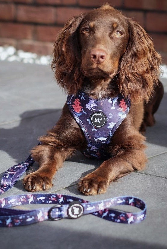 Adjustable Harness | Ocean Wonders