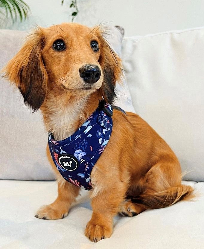 Adjustable Harness | Ocean Wonders