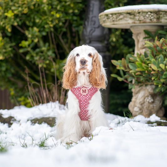 Adjustable & Personalisable Harness | Royal Rose