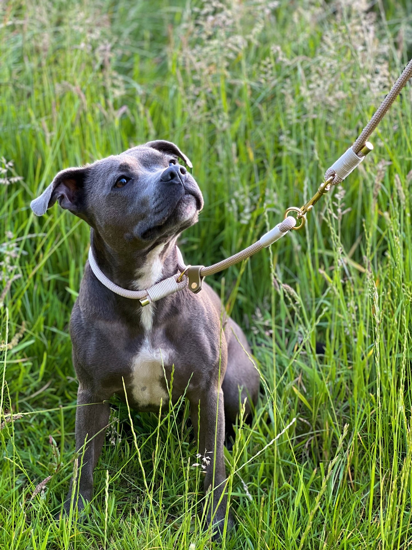 Rope Collar | Slip Lead Collar