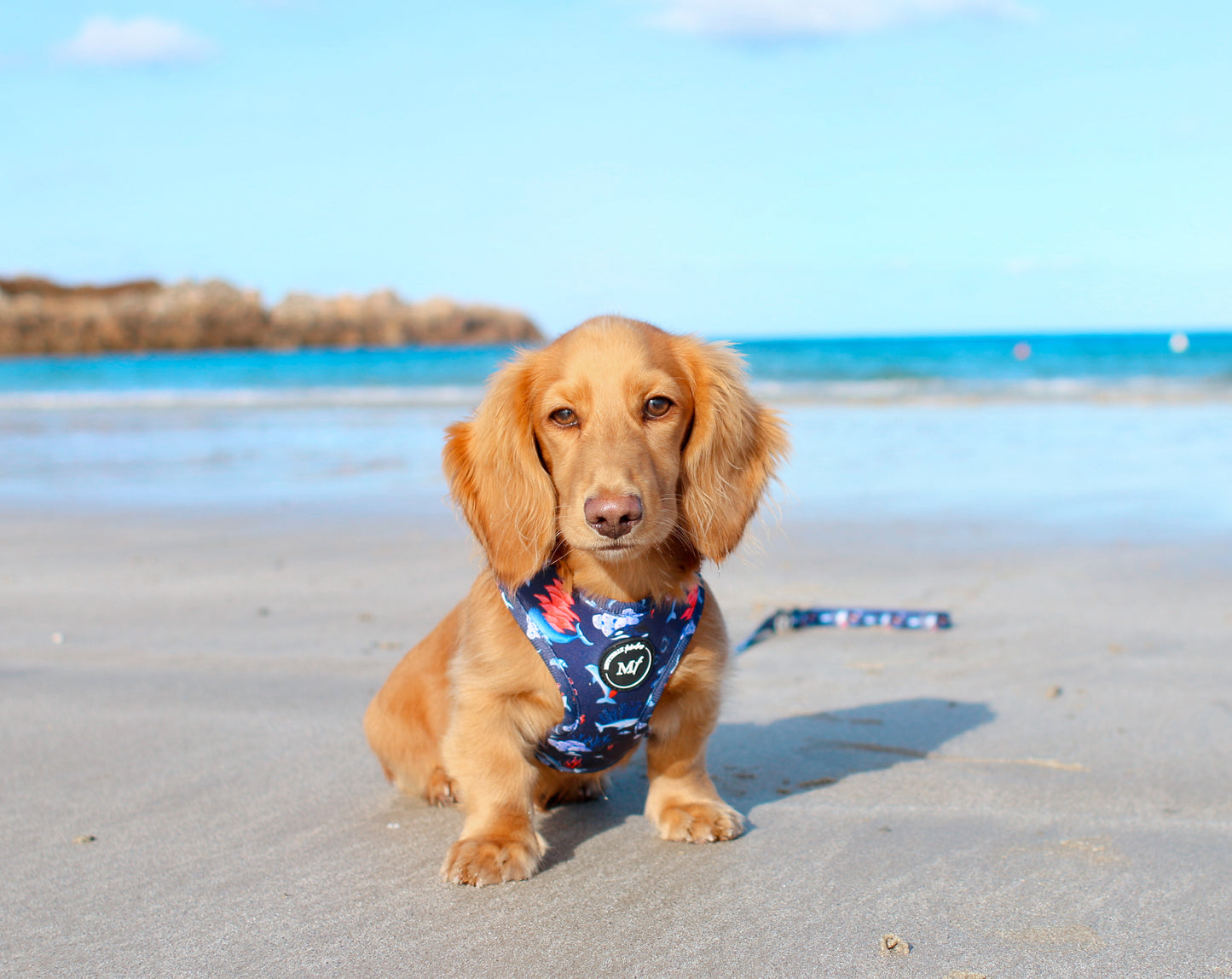 Adjustable Harness | Ocean Wonders