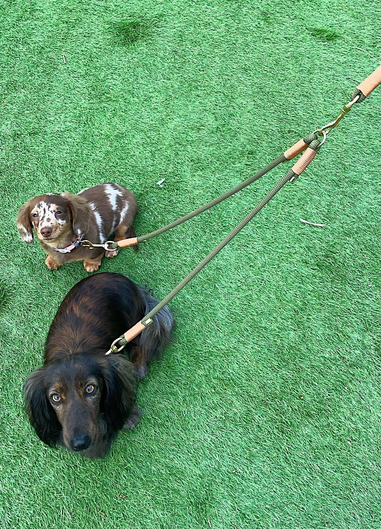 Dual Dog Lead Splitter