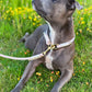 Rope Collar | Walking Collar