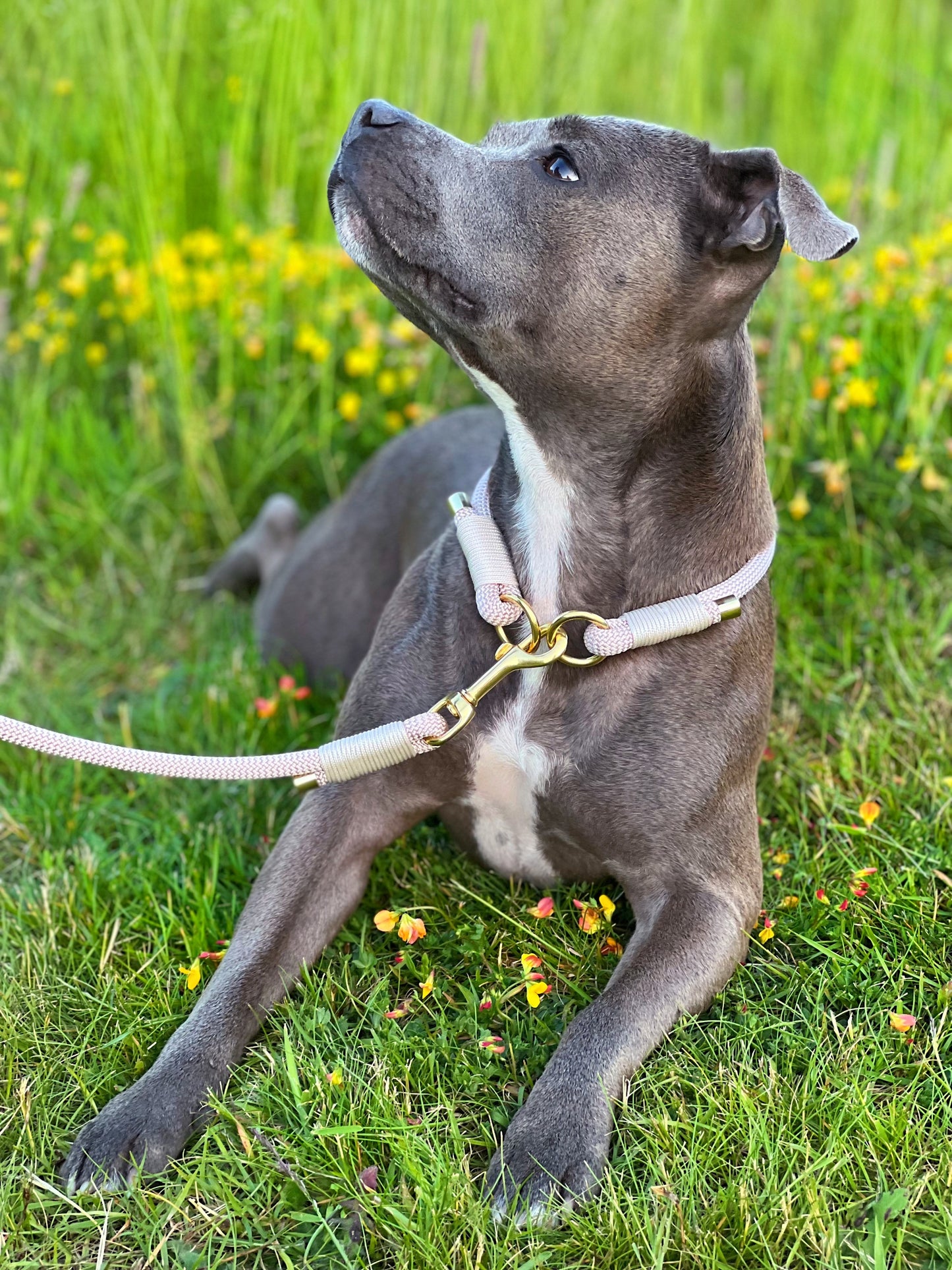 Rope Collar | Walking Collar