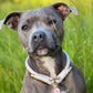 Rope Collar | ID Collar