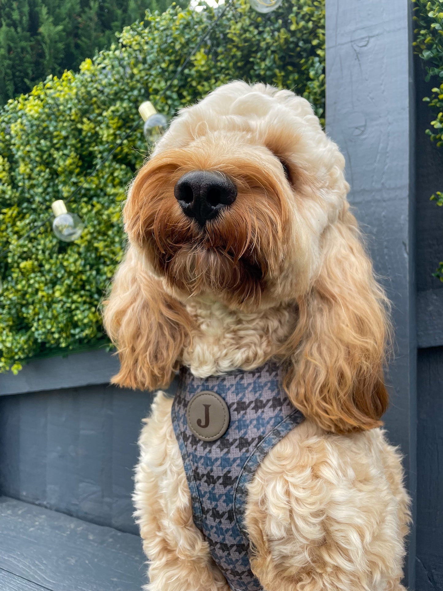 Adjustable & Personalisable Harness | The Hound