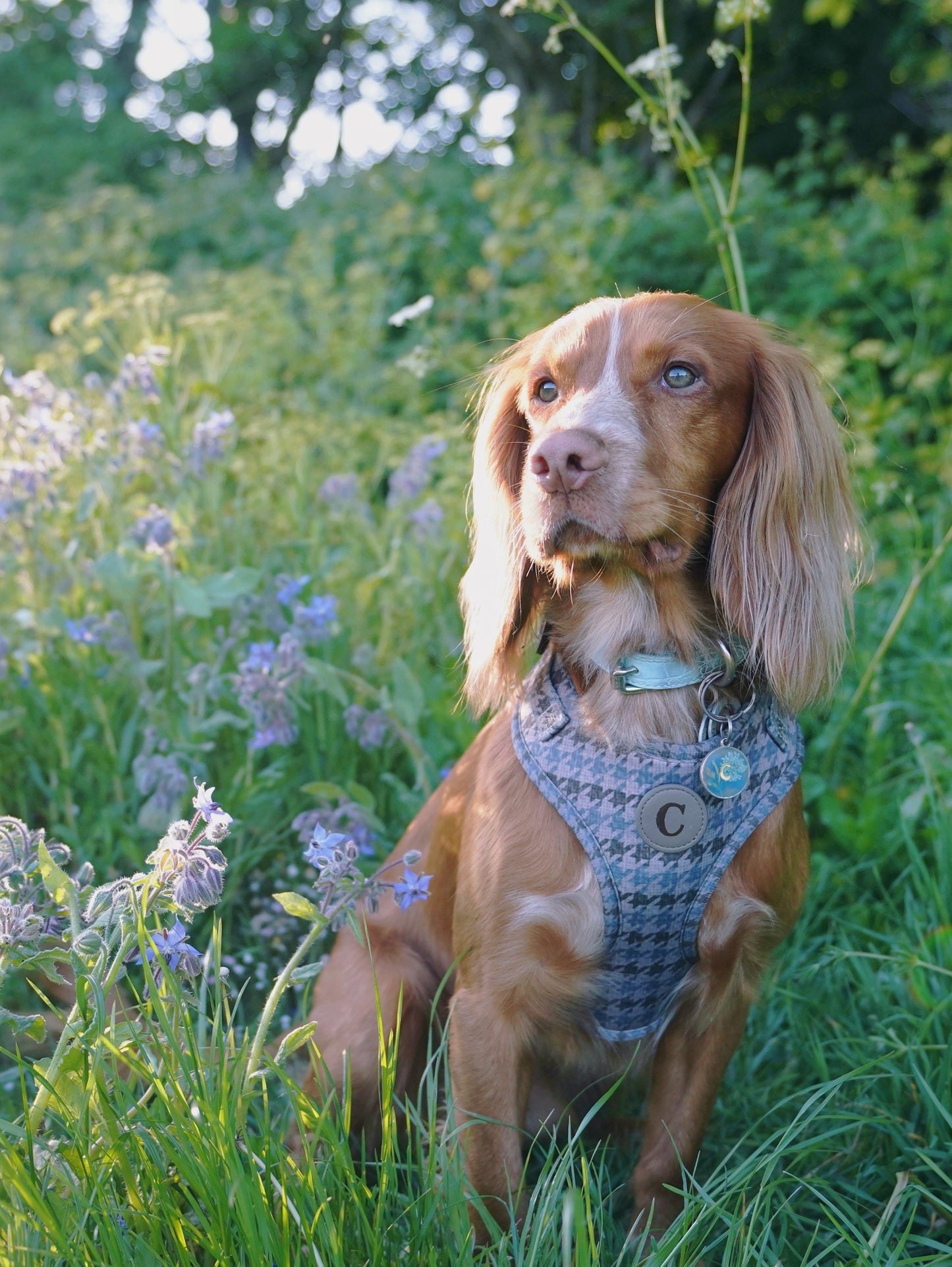 Adjustable & Personalisable Harness | The Hound